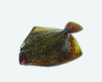 RODABALLO ENTERO