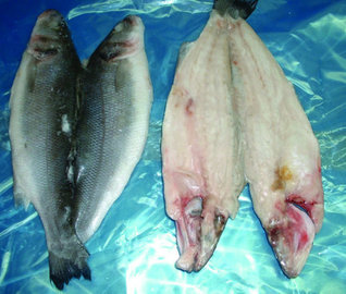 LUBINA ABIERTA