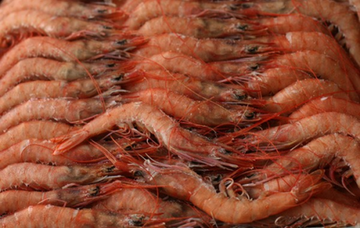 GAMBA ARROCERA