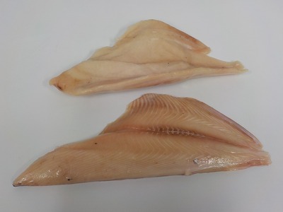 FILETE DE PALOMETA