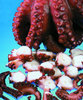 PATAS DE PULPO COCIDO