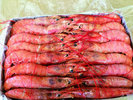 LANGOSTINO ARGENTINO SALVAJE 10/20