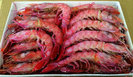 GAMBON DE MOZAMBIQUE SALVAJE 30/40