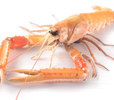 CIGALAS